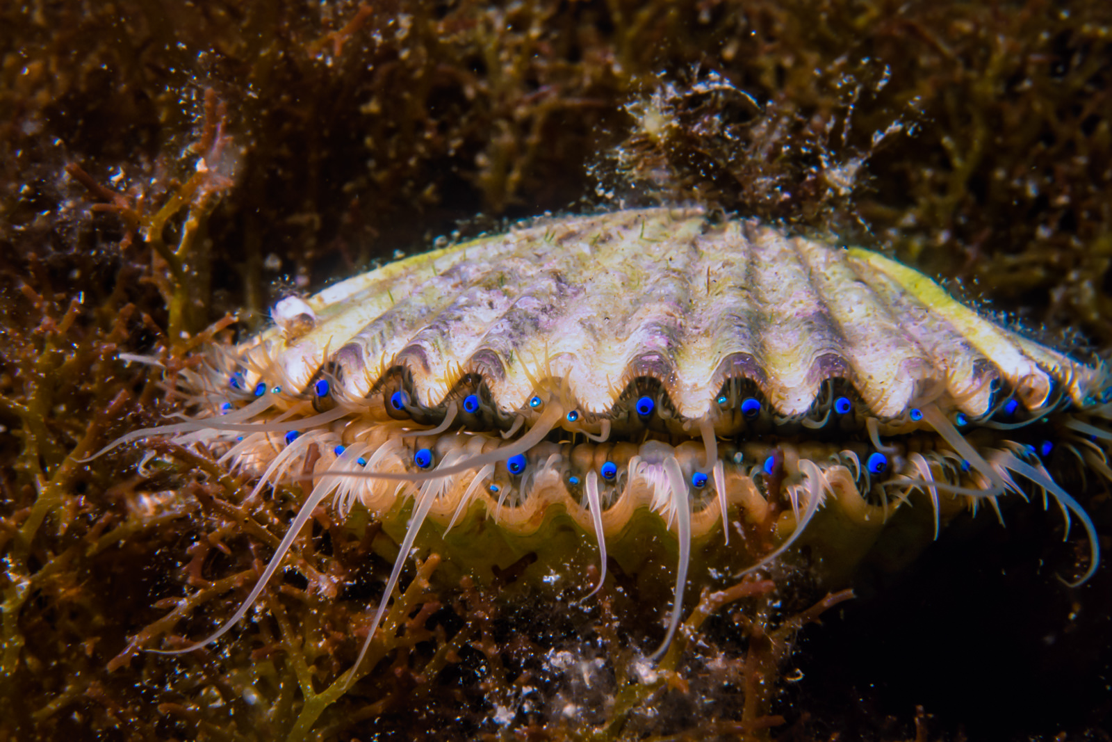 Close up view of bay scallop (Argopecten irradians) showing bright blue eye...