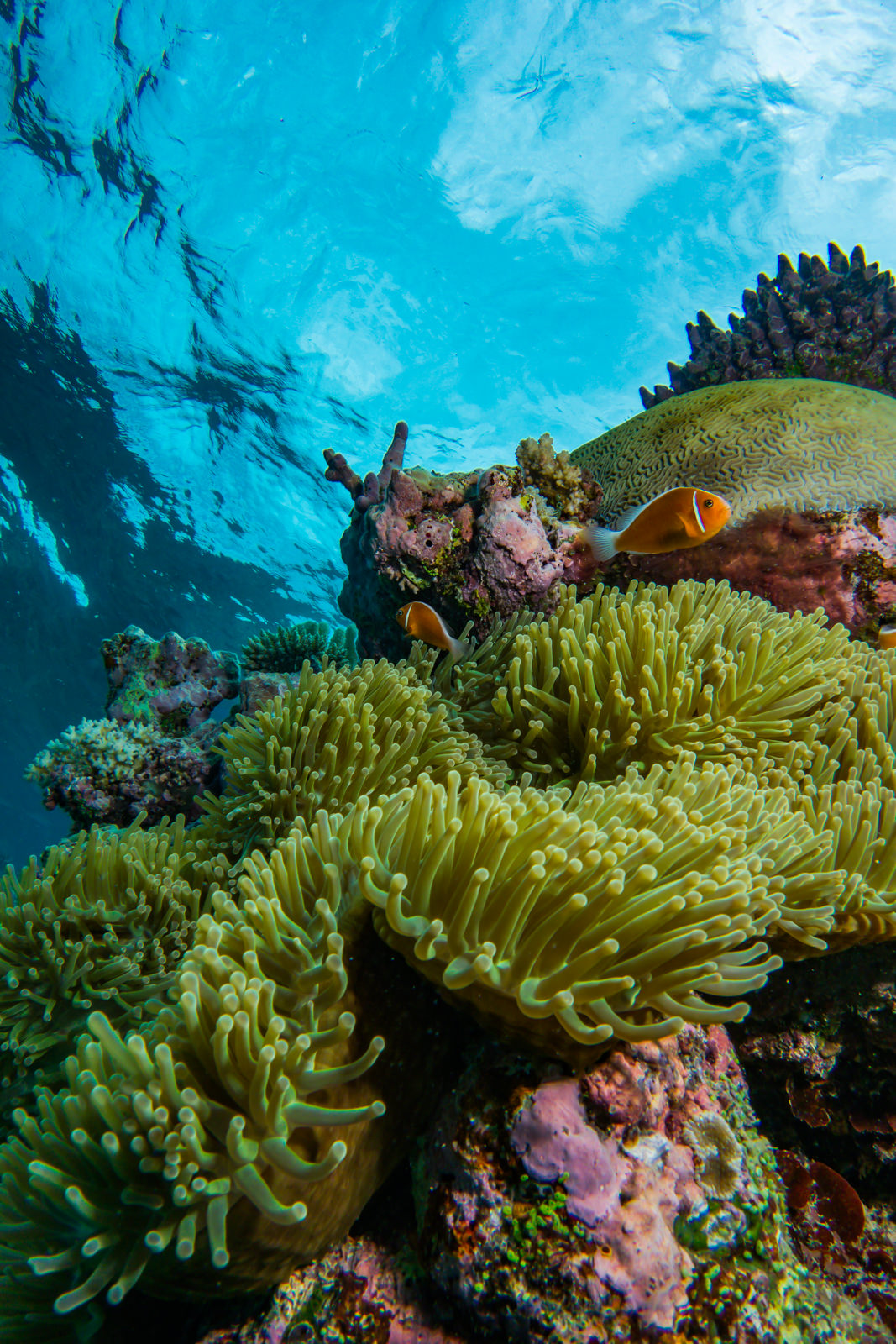 magnificent sea anemone for sale