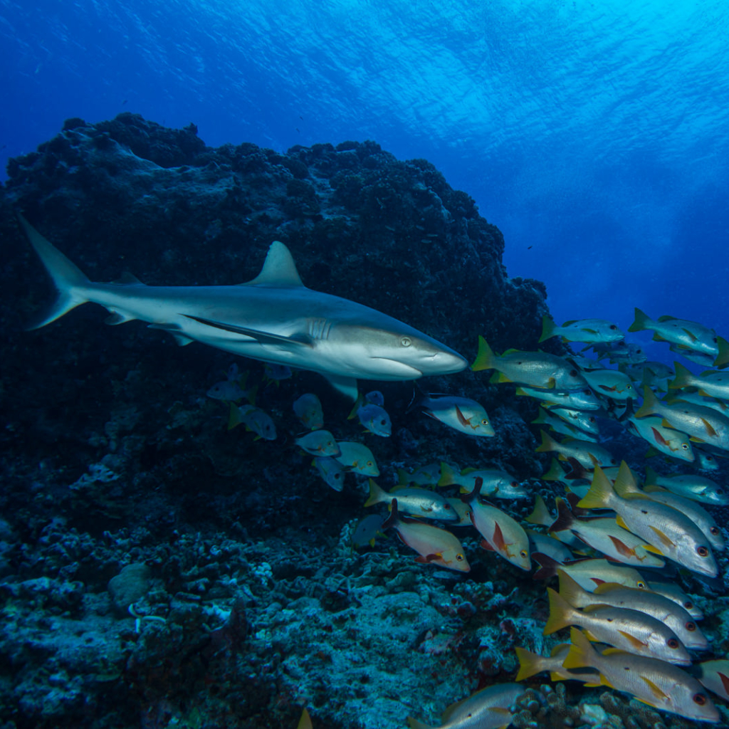 A gray reef shark swims in clear bue water alongside a mixed school of snappers. 
